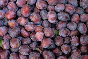 Ripe plums in the morning light. Close-up of fresh plums, top view. Purple plums background.