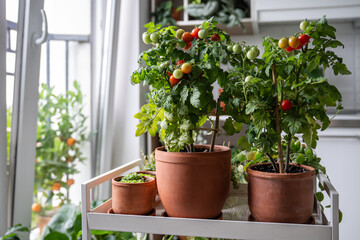 Fresh, juicy cherry tomatoes and houseplants grow in pots at cart on home. Home garden with flowers, plants, horticulture with indoor cultivation. Eco friendly living, sustainable food