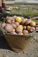 Small potatoes in a small bucket.