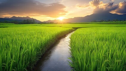 Fototapeta premium Morning Rice Fields with Mountains and Clouds. AI generated illustration