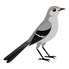 Illustration of  Mockingbird Isolated on white