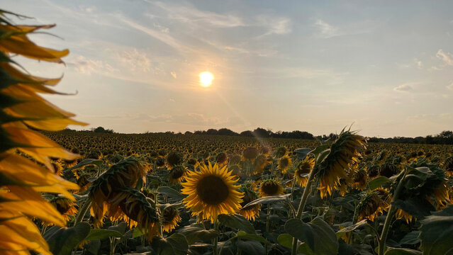 Sunflowers during a summer day at sunset, sunflowers farm field, vibrant contrast, foreground, landscape horizontal