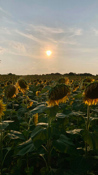Sunflowers during a summer day at sunset, sunflowers farm field, vibrant contrast, portrait vertical