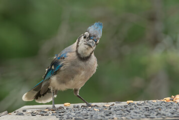 Blue Jay and His Top Hat