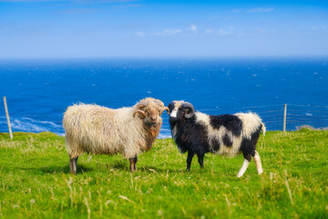 Highland sheeps in a meadow. Faroe Islands, Denmark. View of the field and animal. A scenic place for travel. Photography for background, wallpaper, postcards.