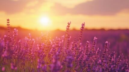 Naklejka premium Golden hour in a lavender field with blooming flowers, peaceful nature retreat and serene evening, landscape view with space for t