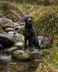 Black Labrador Retriever standing on a rock in a stream for a portrait