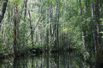 Okefenokee Swamp Area – USA

