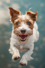 A dog is flying in the sky with happy face. shot