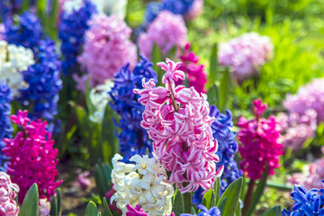 close-up purple and white hyacinths