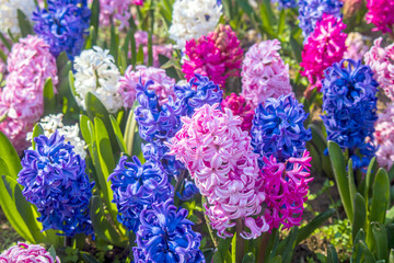 pink, blue and white hyacinths in the garden