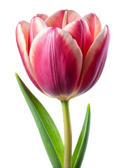 red tulip isolated on white background