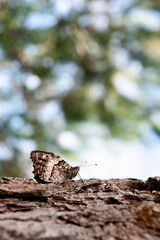 Butterfly on tree bark