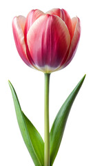 Naklejka premium tulips isolated on white