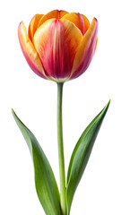 Naklejka premium tulips isolated on white