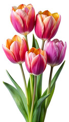 tulips isolated on white