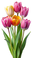 tulips isolated on white