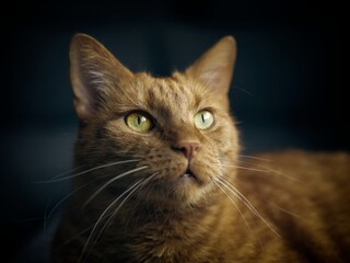 Closeup portrait of a beautiful ginger cat with selective focus.  