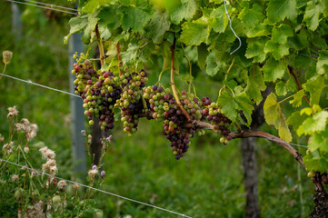 Reifende Weinreben am Weinstock