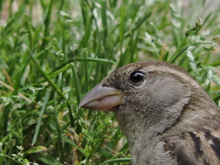 a bird on the grass