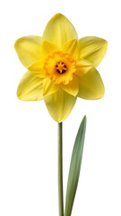 Obraz premium daffodil flower , yellow daffodil flower , daffodil flower png , yellow daffodil flower png , daffodil png,flower png , yellow flower png, daffodil flower , yellow, daffodil, flower ,,