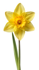 daffodil flower , yellow daffodil flower ,
daffodil flower png , yellow daffodil flower png ,
daffodil png,flower png , yellow flower png,
daffodil flower , yellow, daffodil, flower ,,


