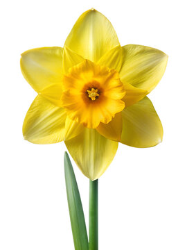 daffodil flower , yellow daffodil flower ,
daffodil flower png , yellow daffodil flower png ,
daffodil png,flower png , yellow flower png,
daffodil flower , yellow, daffodil, flower ,,


