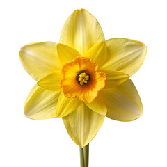 daffodil flower , yellow daffodil flower ,
daffodil flower png , yellow daffodil flower png ,
daffodil png,flower png , yellow flower png,
daffodil flower , yellow, daffodil, flower ,,



