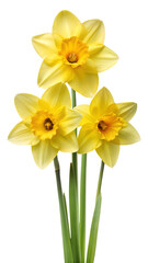 daffodil flower , yellow daffodil flower , daffodil flower png , yellow daffodil flower png , daffodil png,flower png , yellow flower png, daffodil flower , yellow, daffodil, flower ,,    © MdWaliul