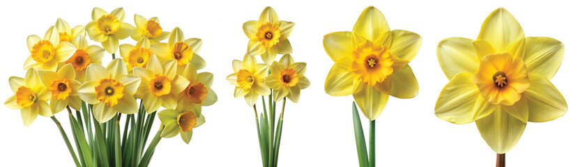 daffodil flower , yellow daffodil flower , daffodil flower png , yellow daffodil flower png , daffodil png,flower png , yellow flower png, daffodil flower , yellow, daffodil, flower ,,    © MdWaliul