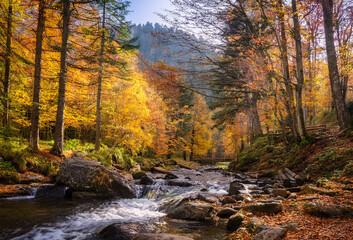 An enchanting autumnal view of a mountain forest, where a tranquil creek winds through a tapestry of vibrant fall foliage, painting the landscape in hues of orange, red, and gold.