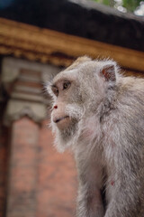 Photograph of a monkey in a sanctuary in Indonesia. Monkey Temple. Bali. Animals in freedom. Jungle