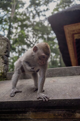 Photograph of a monkey in a sanctuary in Indonesia. Monkey Temple. Bali. Animals in freedom. Jungle