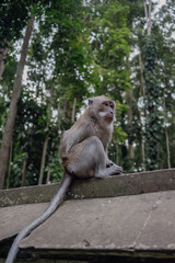 Photograph of a monkey in a sanctuary in Indonesia. Monkey Temple. Bali. Animals in freedom. Jungle