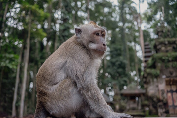 Photograph of a monkey in a sanctuary in Indonesia. Monkey Temple. Bali. Animals in freedom. Jungle