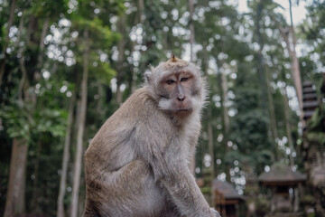 Obraz premium Photograph of a monkey in a sanctuary in Indonesia. Monkey Temple. Bali. Animals in freedom. Jungle