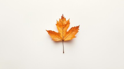Fototapeta premium A minimalist flat lay of a single autumn leaf on a white background. The clean, elegant look features muted, earthy tones.
