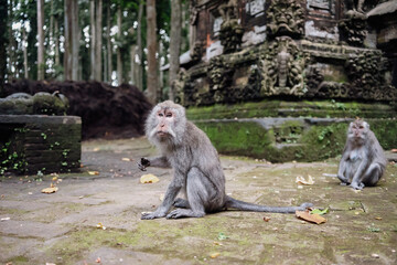 Photograph of a monkey in a sanctuary in Indonesia. Monkey Temple. Bali. Animals in freedom. Jungle