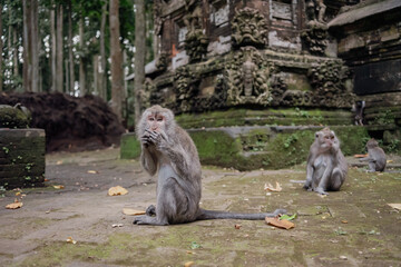 Photograph of a monkey in a sanctuary in Indonesia. Monkey Temple. Bali. Animals in freedom. Jungle
