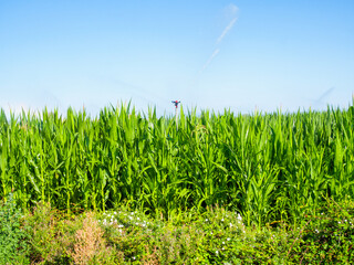 A green cornfield irrigated by sprinklers at sunny day over a blue sky.
