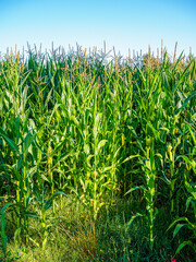 A green cornfield at sunny day over a blue sky.