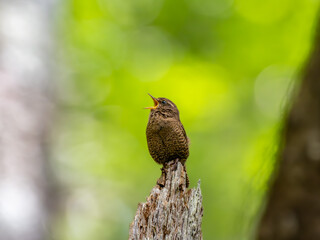 森の中の枯れ木の上でさえずるミソサザイ