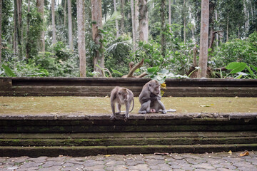 Photograph of a monkey in a sanctuary in Indonesia. Monkey Temple. Bali. Animals in freedom. Jungle