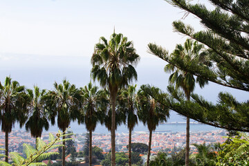 Beautiful view of the tropical garden and the city on a summer day. Top view. Funchal. Madeira....