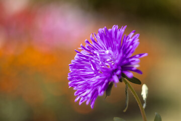 Obraz premium Vibrant Purple Aster Flower in Bloom with Soft Focus Background, Capturing the Beauty of Nature's Colors, Perfect for Floral Decor, Garden Inspiration, and Botanical Art Enthusiasts