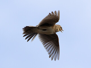 Skylark