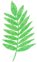 green leaf isolated on white background