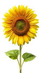 Obraz premium sunflower isolated on white background