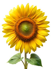 Obraz premium sunflower isolated on white