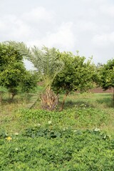 Fototapeta premium Peaceful Palm Tree Nestled in Abundant Greenery - An Oasis of Tropical Calm